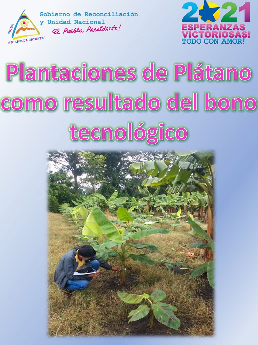 platanno